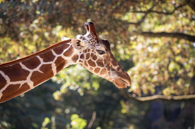 Close-up van een giraffe in de dierentuin