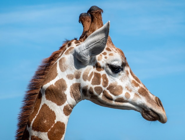 Close-up van een giraffe tegen de blauwe hemel
