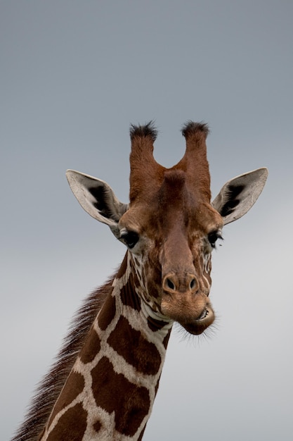 Close-up van een giraffe tegen een heldere hemel