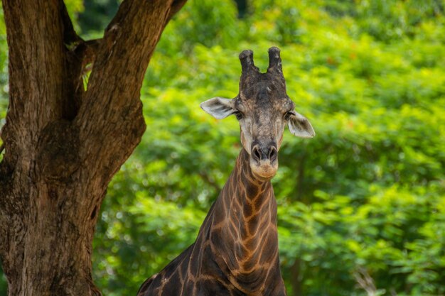 Close up van een giraffe