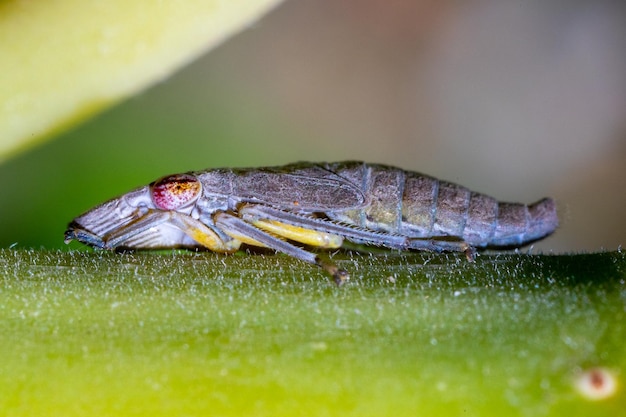Close-up van een glasvleugelige scherpschutter nimf een insectenplaag van druiven