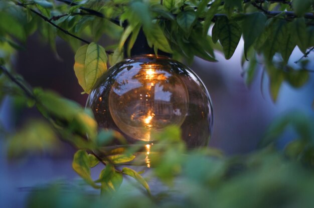 Foto close-up van een gloeilamp die aan een boom hangt