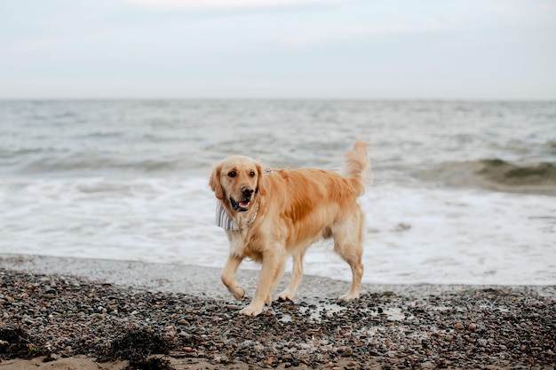Close-up van een Golden Retriever bij de oceaan in Saint John New Brunswick Canada