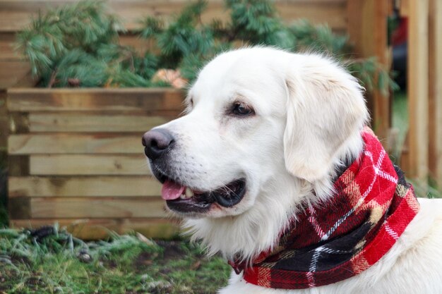Close-up van een golden retriever