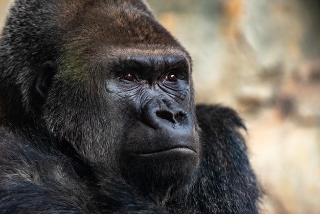 Close-up van een gorilla die wegkijkt