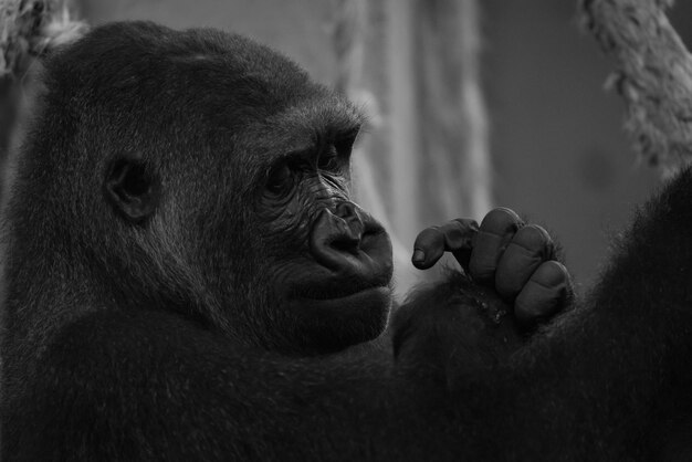 Foto close-up van een gorilla in het bos