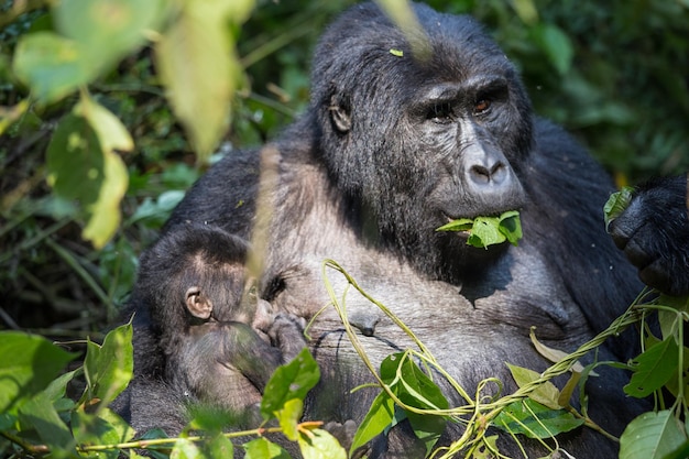 Close-up van een gorilla met een baby tussen planten