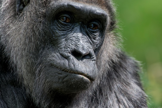 Close-up van een gorilla