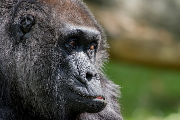Close-up van een gorilla