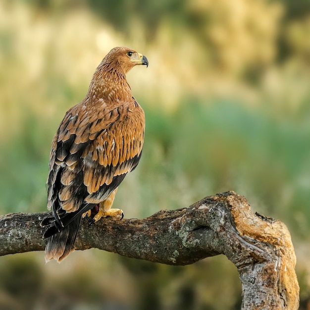 Close-up van een gouden adelaar die op een tak zit