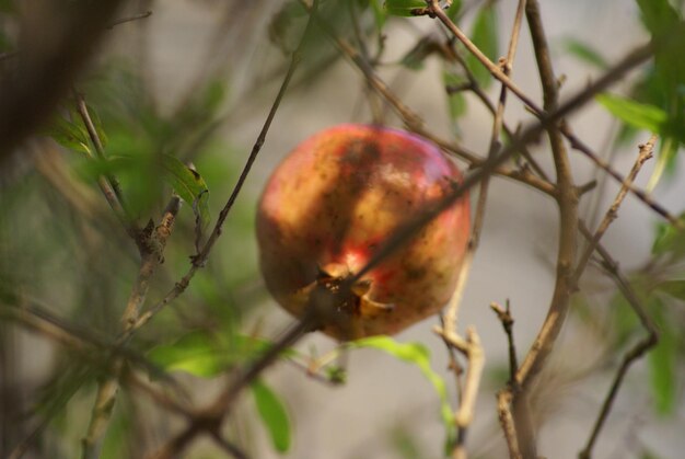 Foto close-up van een granaatappel op een boom