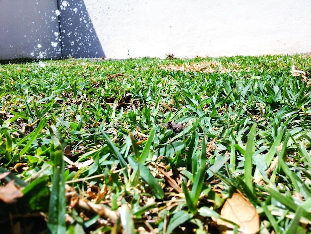 Close-up van een grasveld tegen een bewolkte lucht