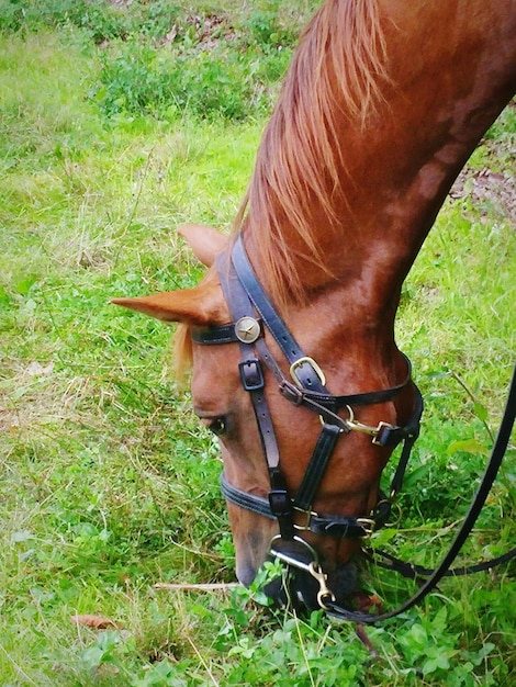 Foto close-up van een grasveld