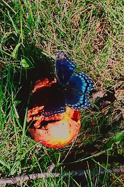 Foto close-up van een grasveld