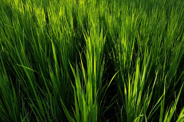 Close-up van een grasveld