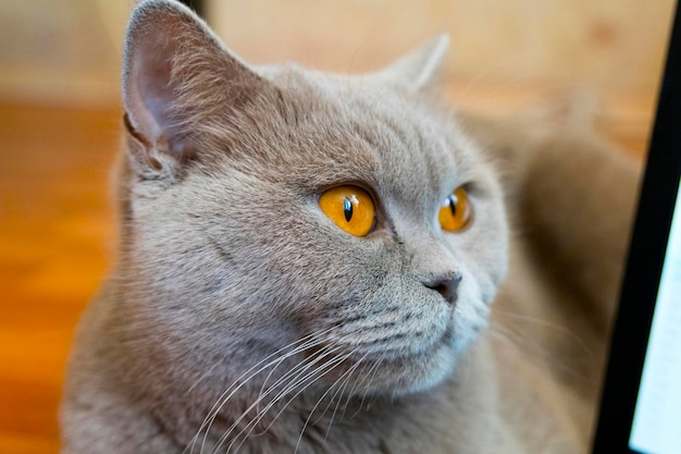 Close-up van een grijze kat die wegkijkt