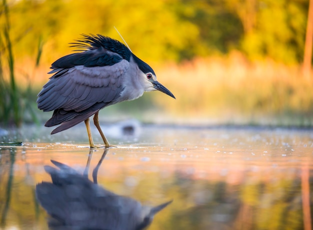 Close-up van een grijze reiger op het water