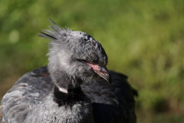 Foto close-up van een grijze vogel