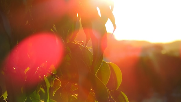 Foto close-up van een groeiende plant bij zonsondergang