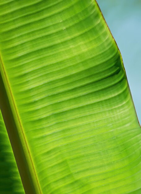 Close-up van een groen bananenblad