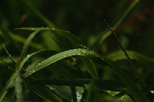 close up van een groen blad met waterdruppels