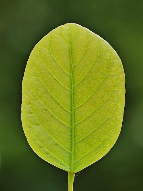 Foto close-up van een groen blad tegen een zwarte achtergrond