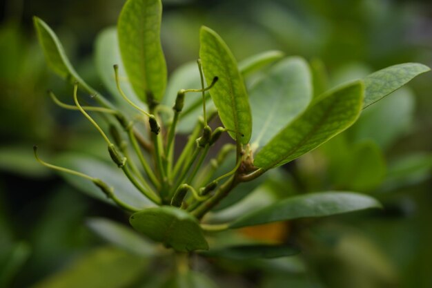 Foto close-up van een groen blad