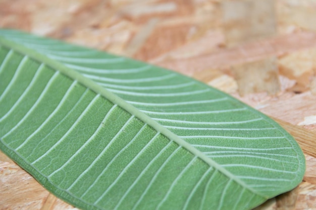 Foto close-up van een groen blad