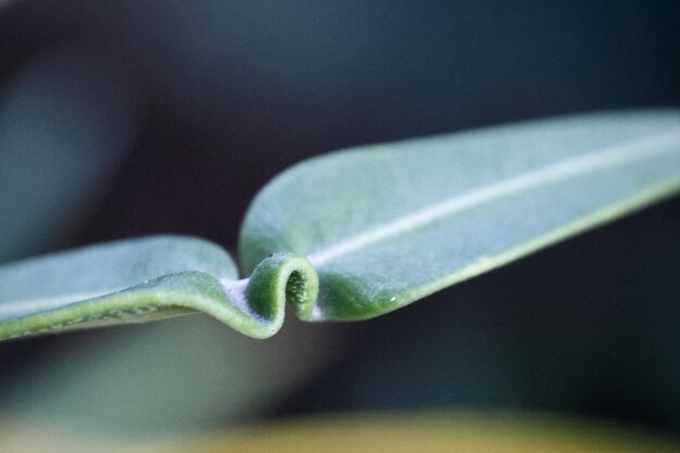 Foto close-up van een groen blad