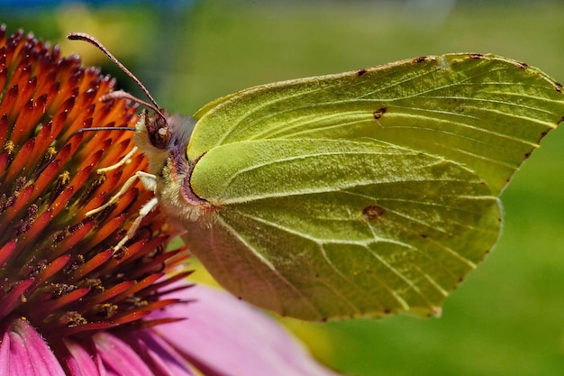 Foto close-up van een groen insect op een plant