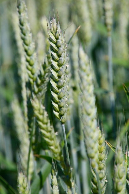Close-up van een groen tarweveld