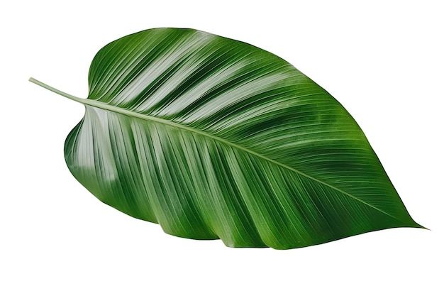 Close-up van een groen tropisch blad van bovenaf Generatieve AI