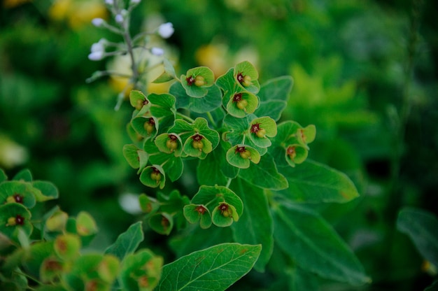 Close-up van een groene bloem in Georgische heuvels