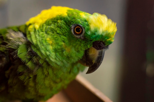 Close-up van een groene gevederde papegaai, close-up van een groen papegaaienoog met kopieerruimte