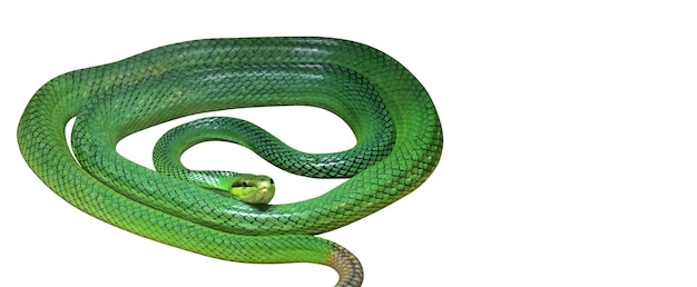 Close-up van een groene hagedis tegen een witte achtergrond