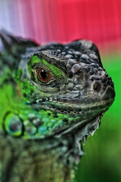 Foto close-up van een groene hagedis