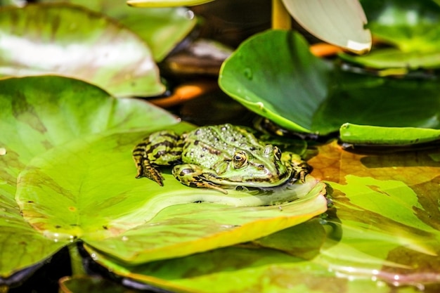 Close up van een groene kikker die op een blad rust