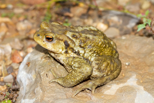 Close-up van een groene pad op een rots