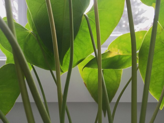 Foto close-up van een groene plant tegen een raam thuis