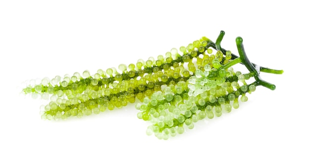 Close-up van een groene plant tegen een witte achtergrond