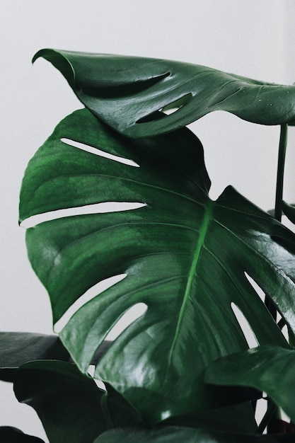 Foto close-up van een groene plant tegen een witte achtergrond