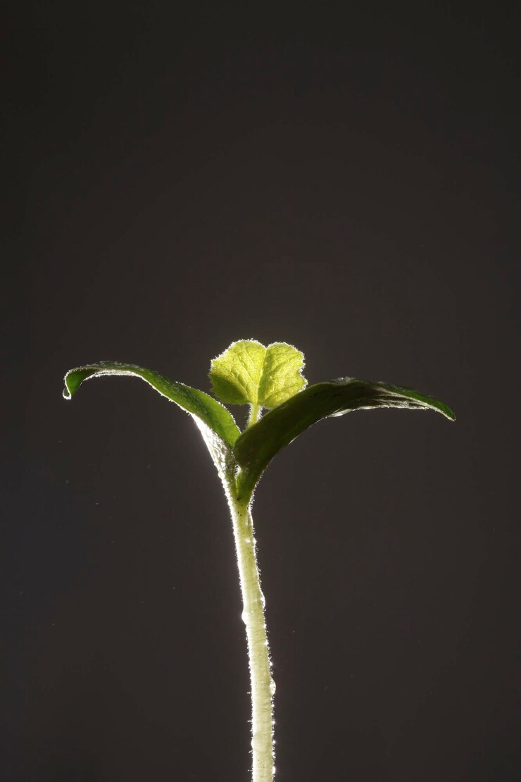 Foto close-up van een groene plant tegen een zwarte achtergrond