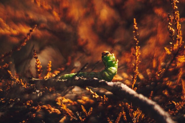 Foto close-up van een groene rups op een rode achtergrond