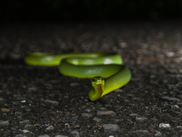 Foto close-up van een groene slang op de weg