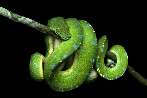 Foto close-up van een groene slang op een tak tegen een zwarte achtergrond