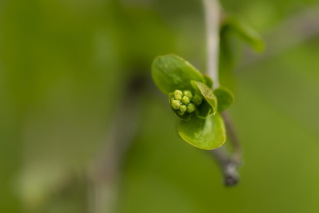 Close-up van een groene twijg op een tak