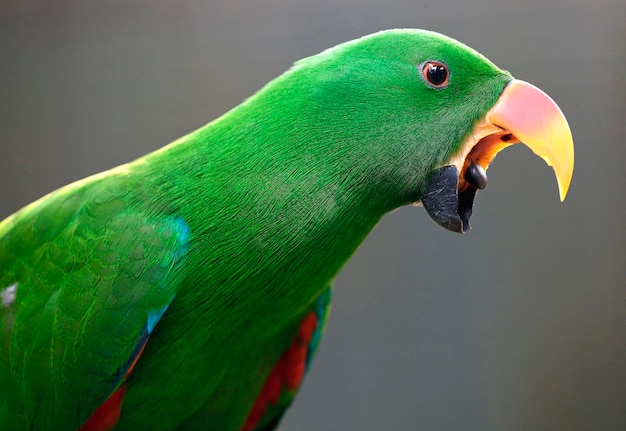 Foto close-up van een groene vogel