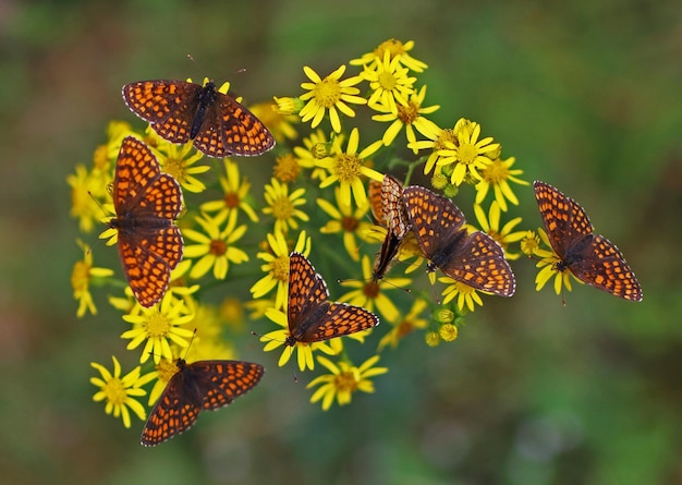 Foto close-up van een groep vlinders die op een bloem bestuiven