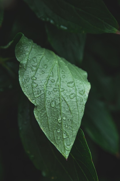 Close-up van een groot groen blad in regendruppels