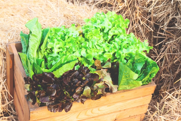 Close-up van een groot houten krathoogtepunt van ruwe vers geoogste saladegroenten